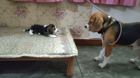 Deep Talk Between Father & Daughter Dog Loves his Puppy