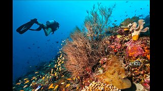 Dive Deep Top 10 Marvels of the Sea