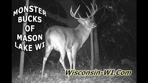 Monster Bucks of Mason Lake Wisconsin Trail Camera Video – Landman Realty LLC