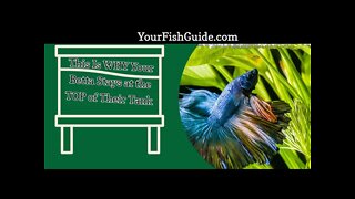 Top 4 Reasons Your Betta Stays At The Top of Their Tank | YourFishGuide.com