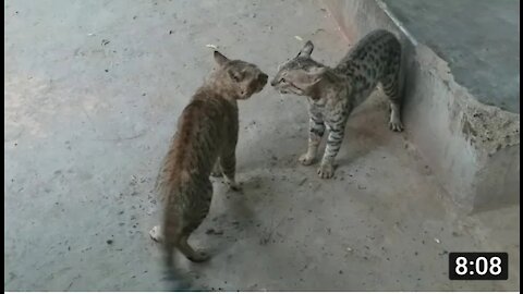 Funny animals-real cat fighting| fighting cats