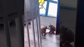 CAT VIDEO