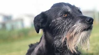 Un chien chante accompagné de la voix de Shakira