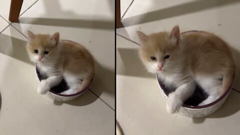 This kitten is so relaxed with music than you'll ever be!