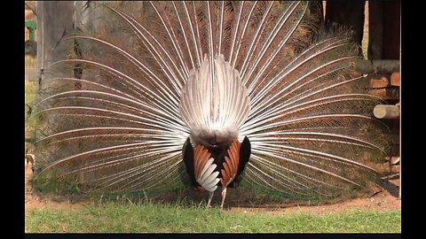 Peacock Sound and Dance #bird