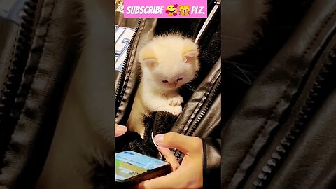 Very Cut Cat || new Bron ||😽🥰 || #shortsfeed #cat #youtubepets #catvideos