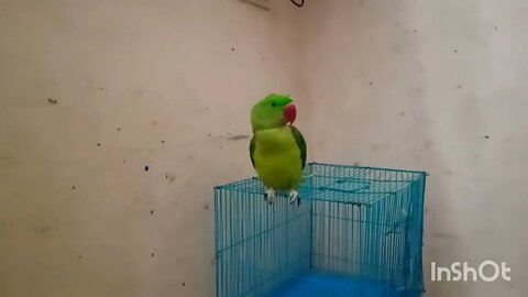 cute parrot @Pablo Family