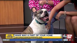 Rescues in Action March 30 | Max needs forever home