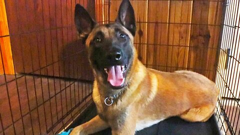 Introducing Reef the Belgian Malinois - The First Day Part 1