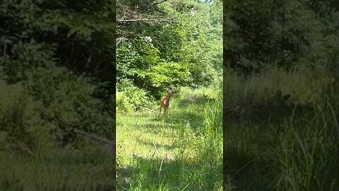 Curious doe while heading to my bait #whitetails #deer #nature