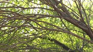 Wind brings down tree near Eastern, Flamingo