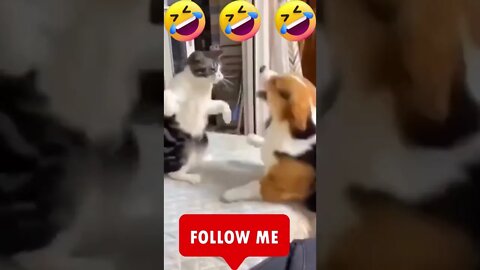 Cat hit dog !!! does this happen ??