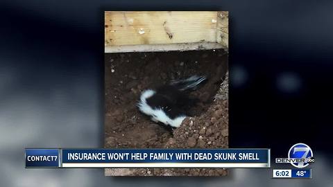 Skunk dies under Littleton woman's house, insurance denies claim for damages