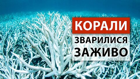 БОЖЕВІЛЛЯ КЛІМАТУ: Безжальні Повені в Китаї, Японії та Словенії — Початок Глобального Потопу?