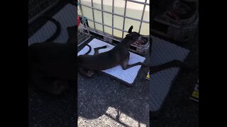 Disabled greyhound keeping cool in summer