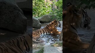 EVER SEEN A TIGER TAKE A BATH?! 🐅 🛁 #shorts #tiger #bath #zoo #enterthecronic