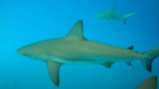 🏊‍♂️ Swimming with the Sharks 🦈🦈 1-26-19 NO CAGE - Stuart's Cove - Nassau Bahamas