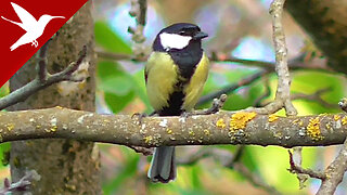 Great Tit Feeding Chicks In The Nest - Parus major