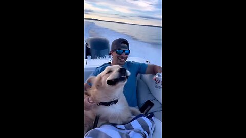 Dog enjoying boat ride cute viral video