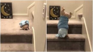 Ce bulldog français descend les escaliers en poirier