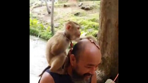 meeting a monkey in thailand