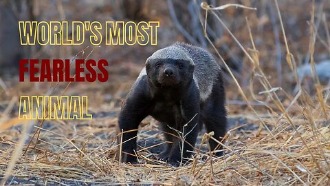 Honey Badger: Fearless Animal in the world | honey badger documentry