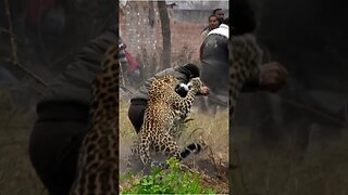 Incredible Encounter: The Experience of Meeting a Leopard Up Close