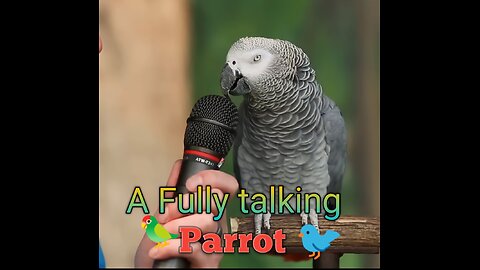 Talking Parrot 🦜 | Best Talking Parrot 🐦 | in the world 🌍 ( animalstore569 ) 2023