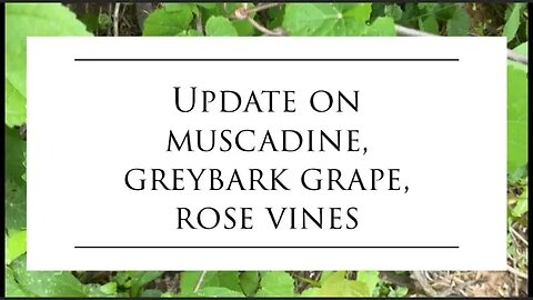 Closer look at the muscadine, Graybark grape and rose vines on the land