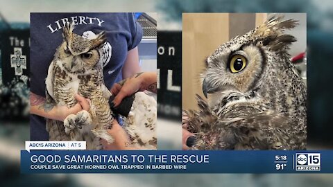Good Samaritans rescue owl trapped in wire near Fountain Hills