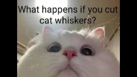 What happens if you cut cat's whiskers (DONT!)