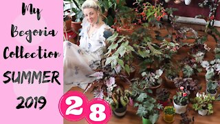 MY INDOOR BEGONIA PLANT COLLECTION | JUNE 2019 | PLANT TOUR | ESCARGOT!