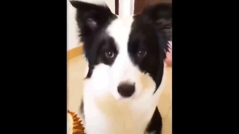 Funniest Animals Best Of The 2022 Funny Animal Videos #cats #cute #animals #funnyanimals #dogs