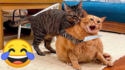 😹cats and 🤣dogs funniest 😹 moments