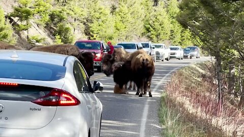 Tired Baby Bison Calf Stops Traffic in Yellowstone (rumble)