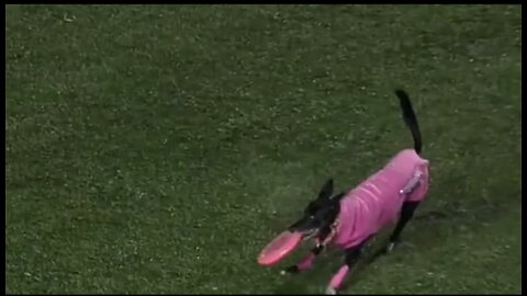 Dog sets frisbee record for longest catch