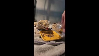 Bearded dragon loves food