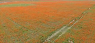 Poppy fields in bloom in California