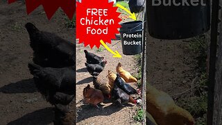Ewwww that's GROSS! Feeding Chickens for FREE #shorts