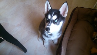 Husky puppy singing