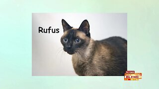 Pick of the Litter: Meet Rufus!