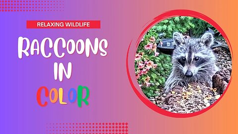 See the Raccoons in Color Before it Gets Dark