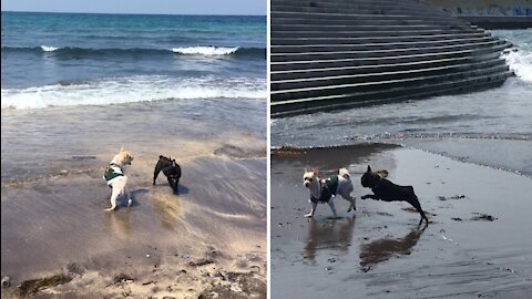 Two puppies playing in the sea.