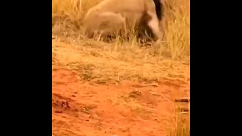 Out Of The Water The Crocodile Is Under The Control Of Lions