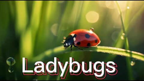 Facts About Ladybugs