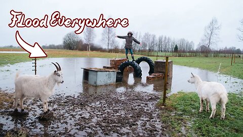 Goat stable is close to FLOODING!?
