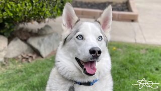We DNA Tested our rescue "Husky" Baby - Surprising Results! (Embark)