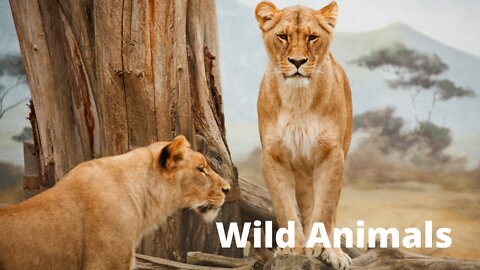 Documentary | savannah - Wild Animals