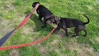 BREEDS WITH SIMILAR CHARACTERISTICS as Patterdale Terriers Fell. Border Irish Staffordshire Bull