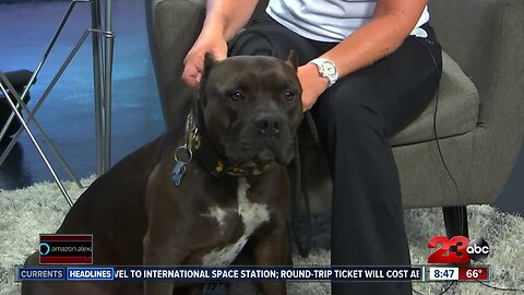 Pet of the Week: 3-year-old Pit Bull Batman